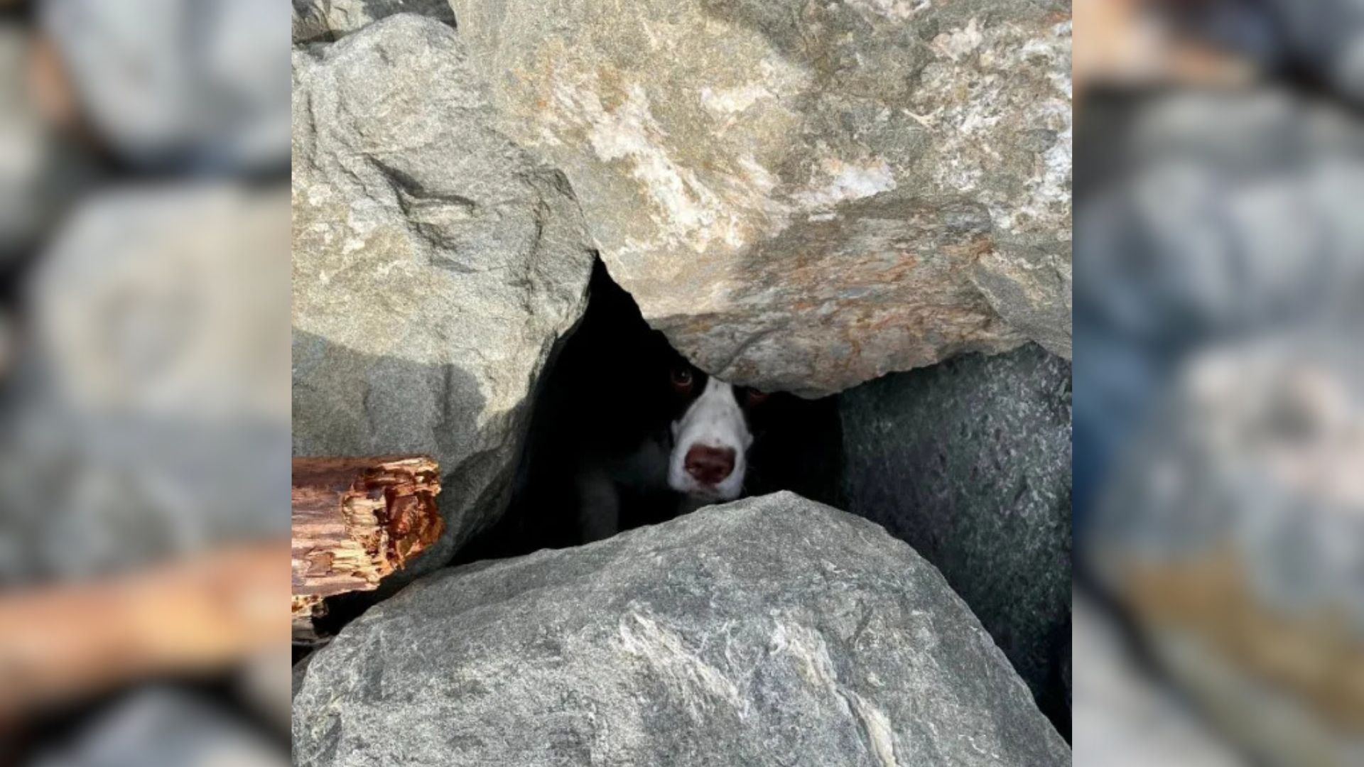 trapped dog