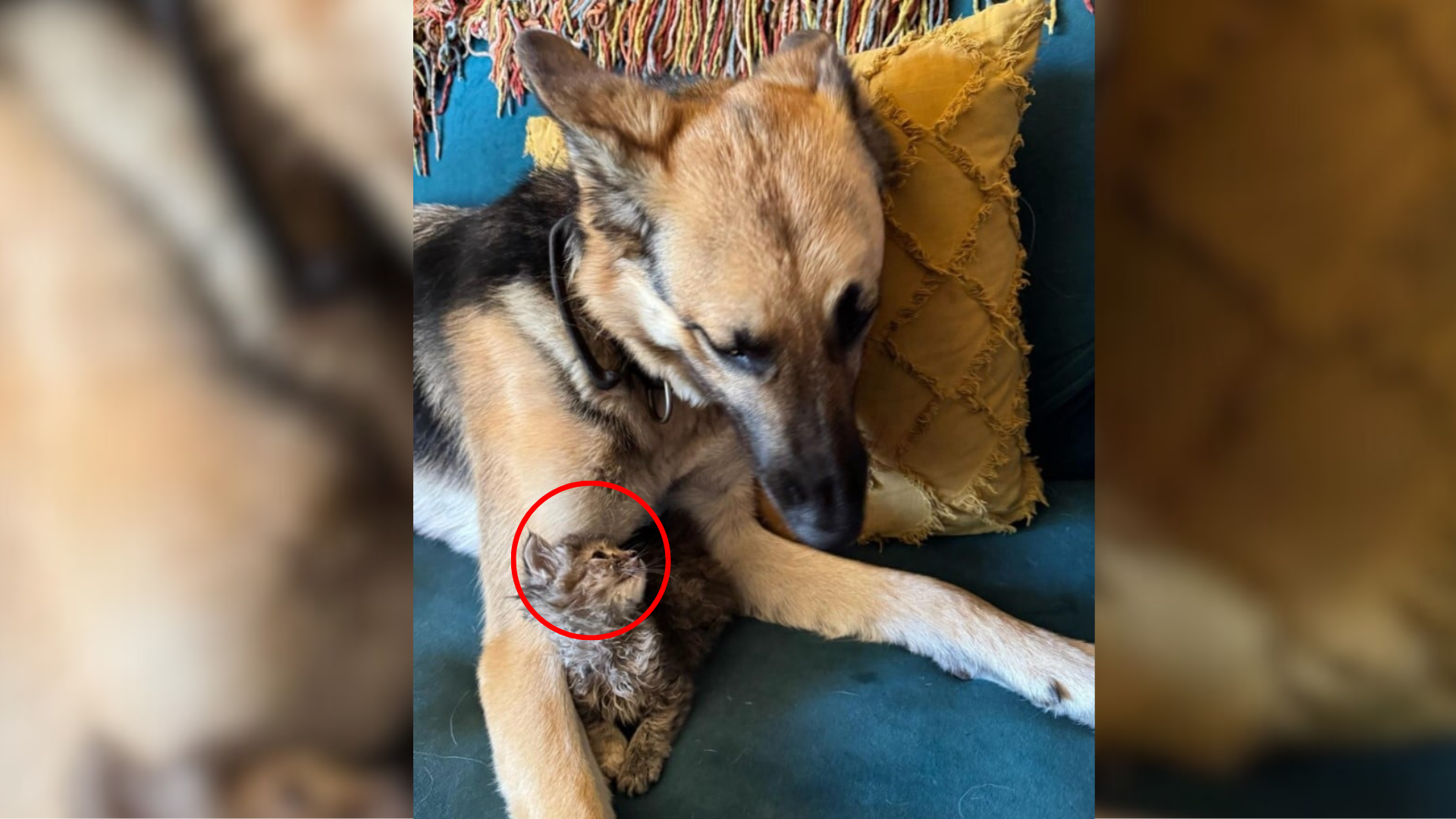 big dog and tiny kitten
