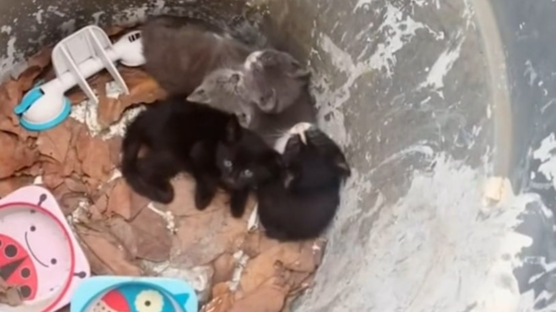 kittens in a trash can