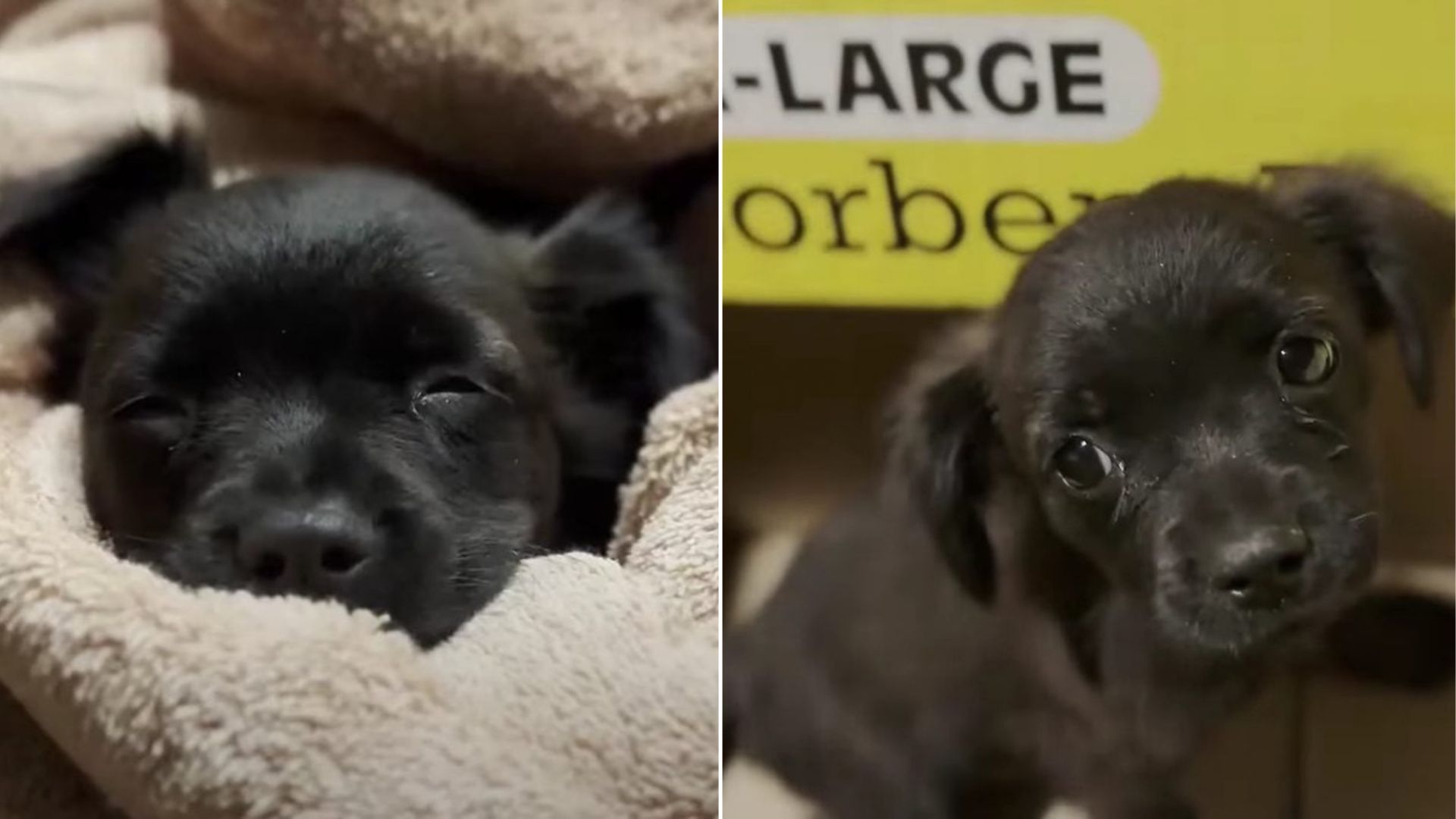 sweet black puppy