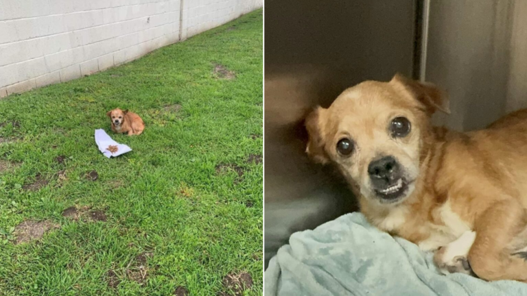abandoned dog on lawn