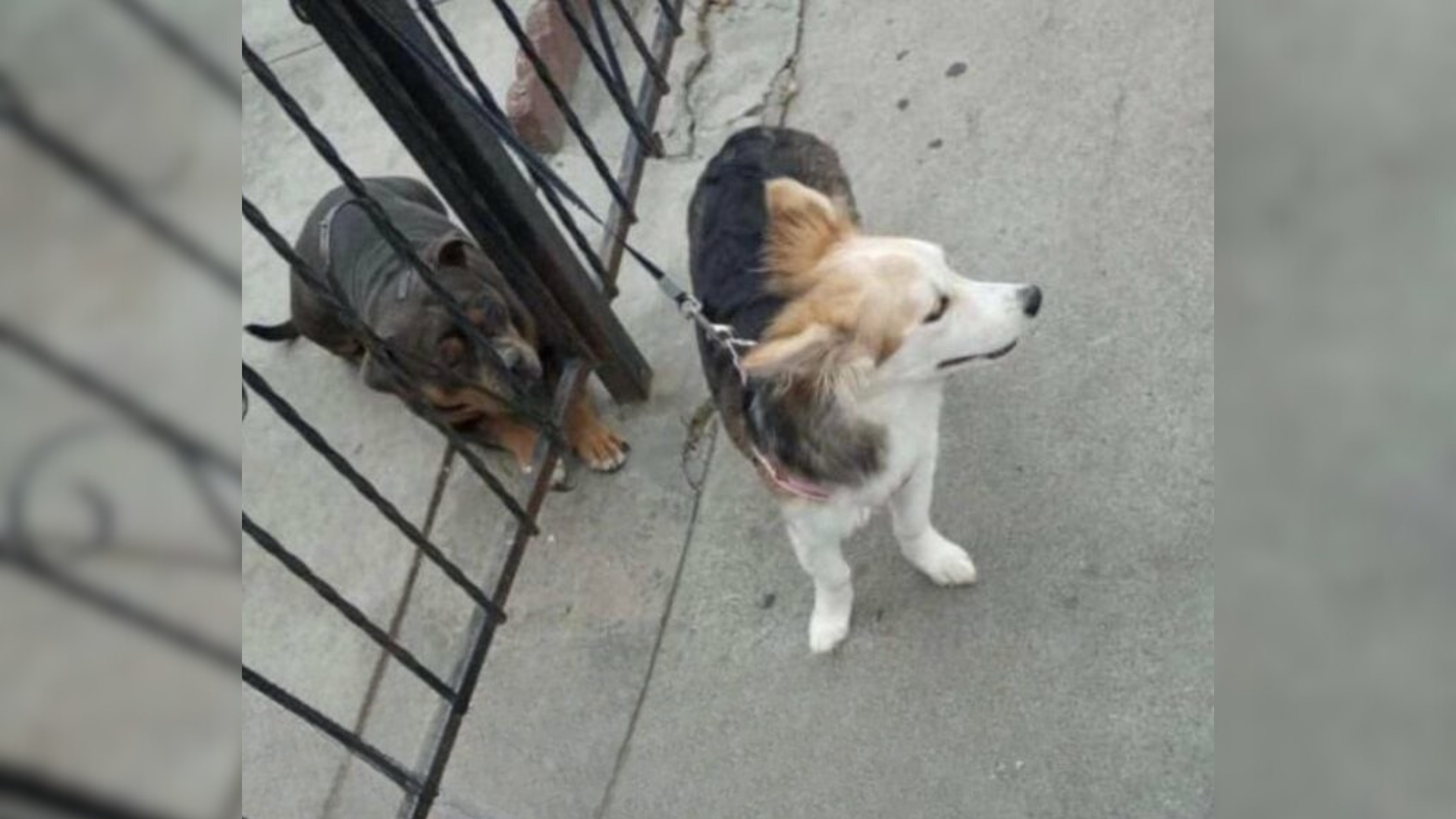 dog tied to fence