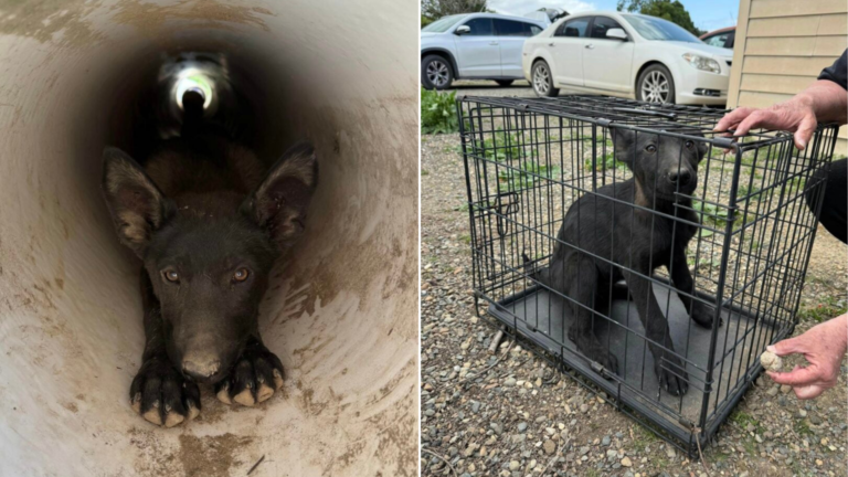 dog in a pipe