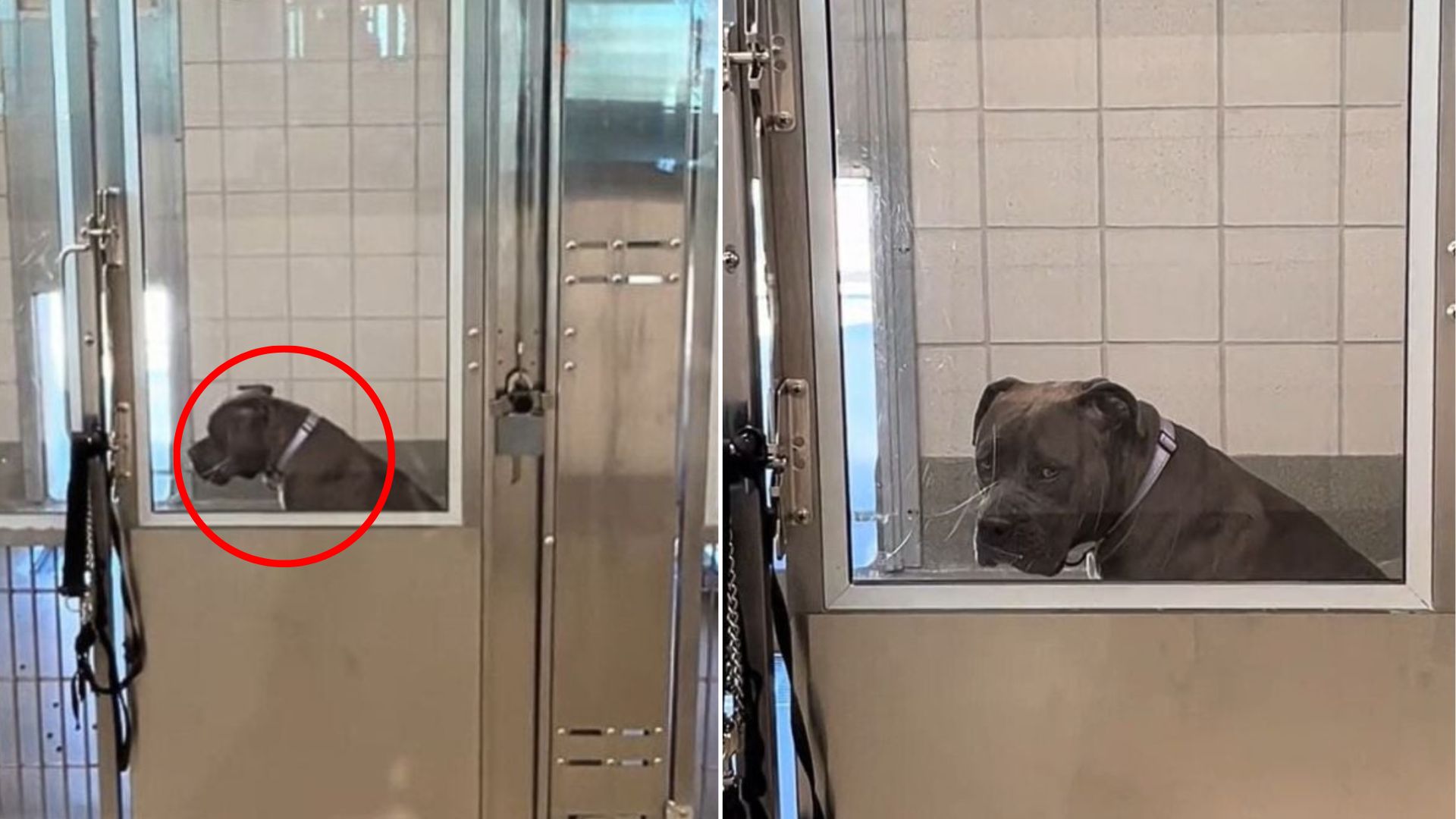 sad Mastiff