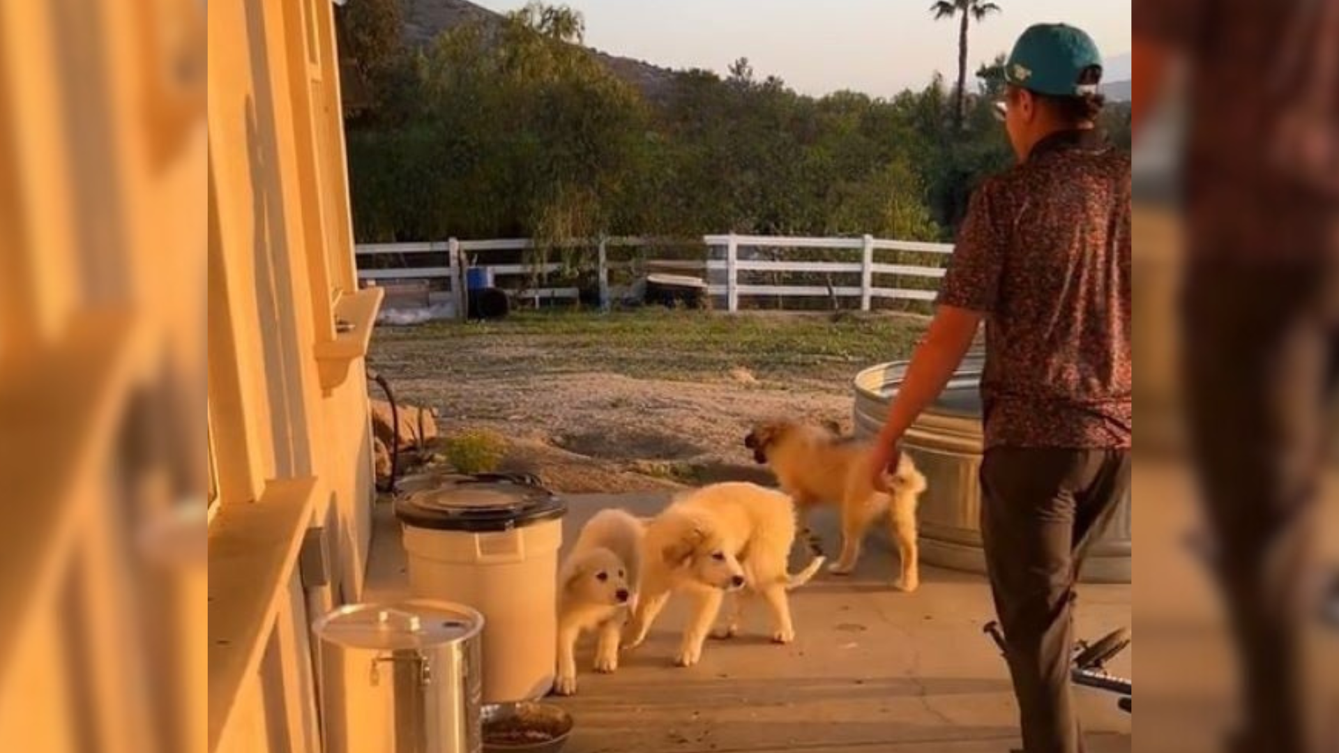 three white puppies on farm