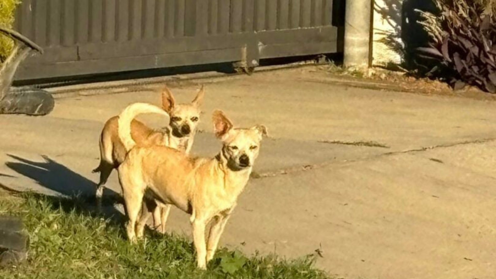 two dogs