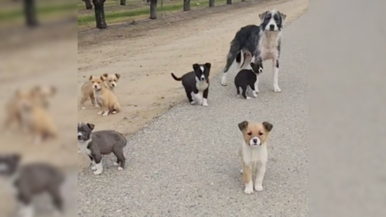 mother dog with puppies