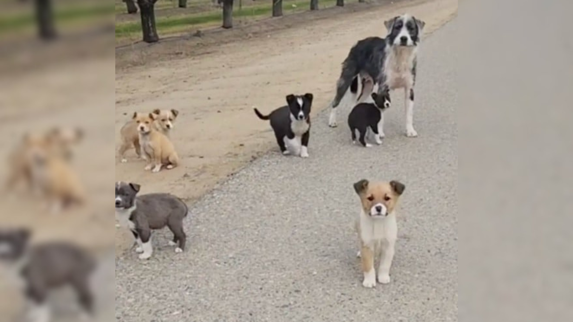 mother dog with puppies