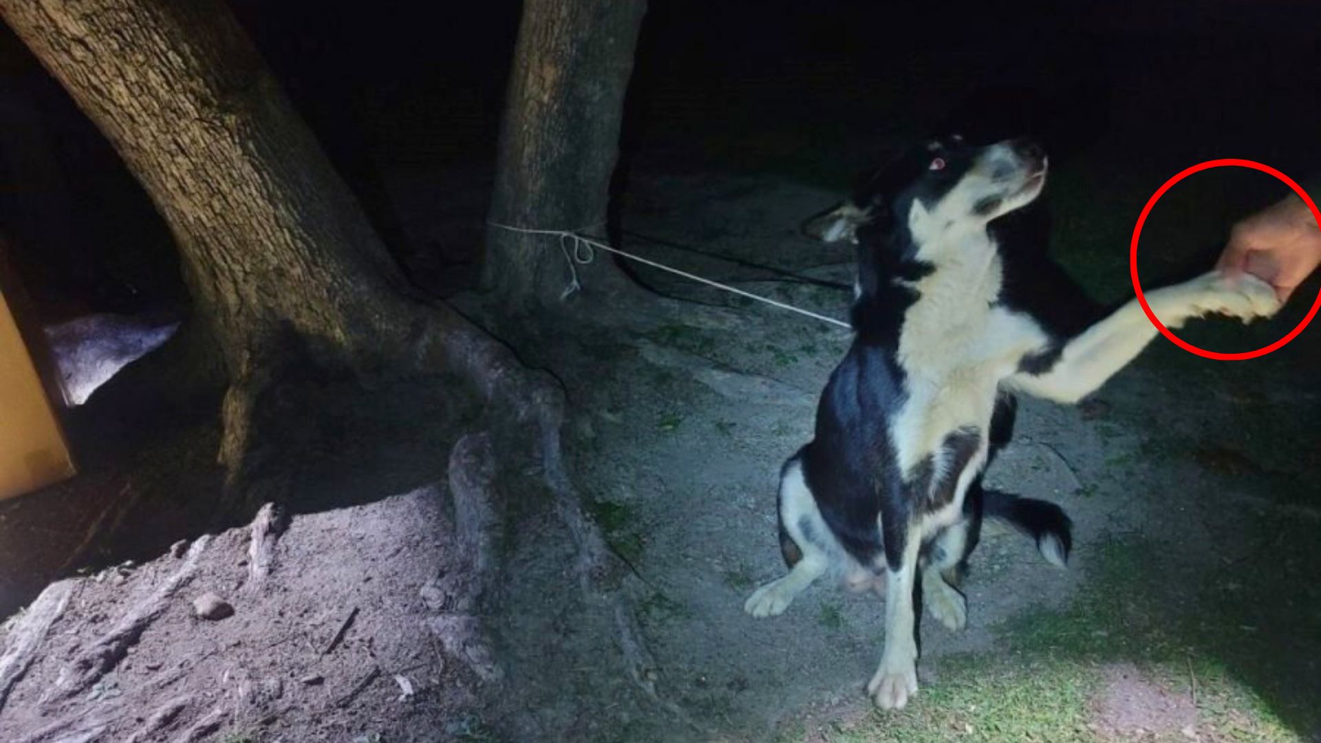 tied mother dog