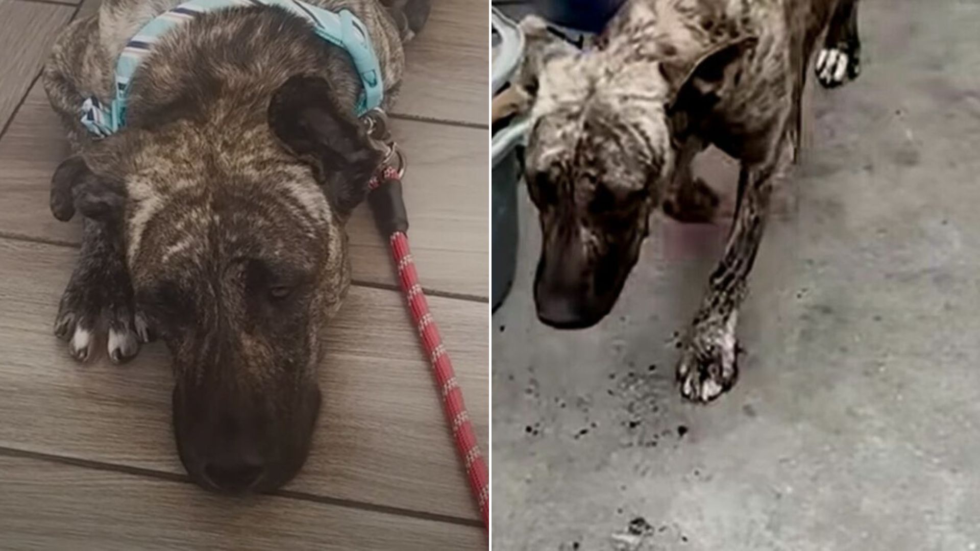 injured dog