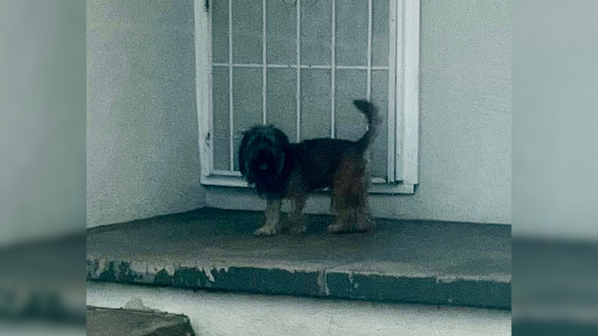 dog on a porch