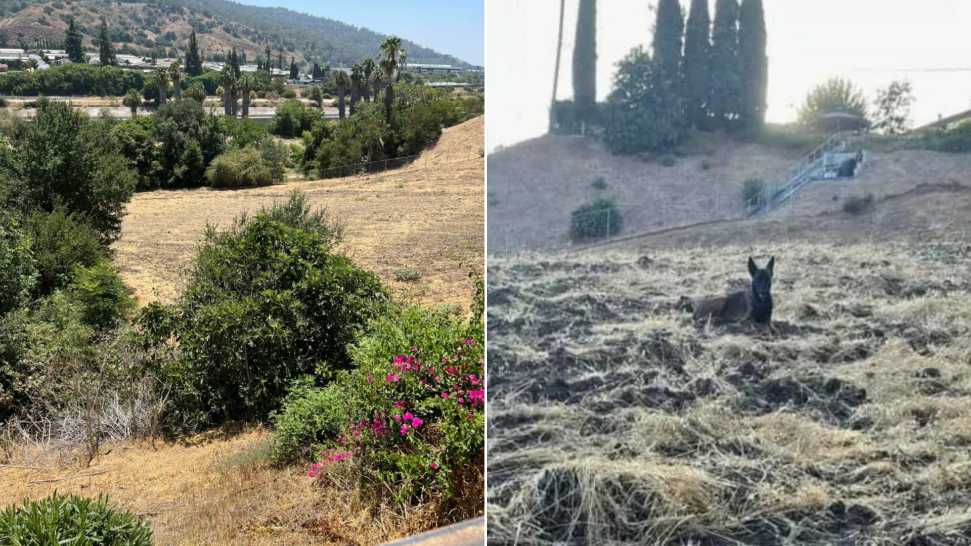 mysterious animal on a hill