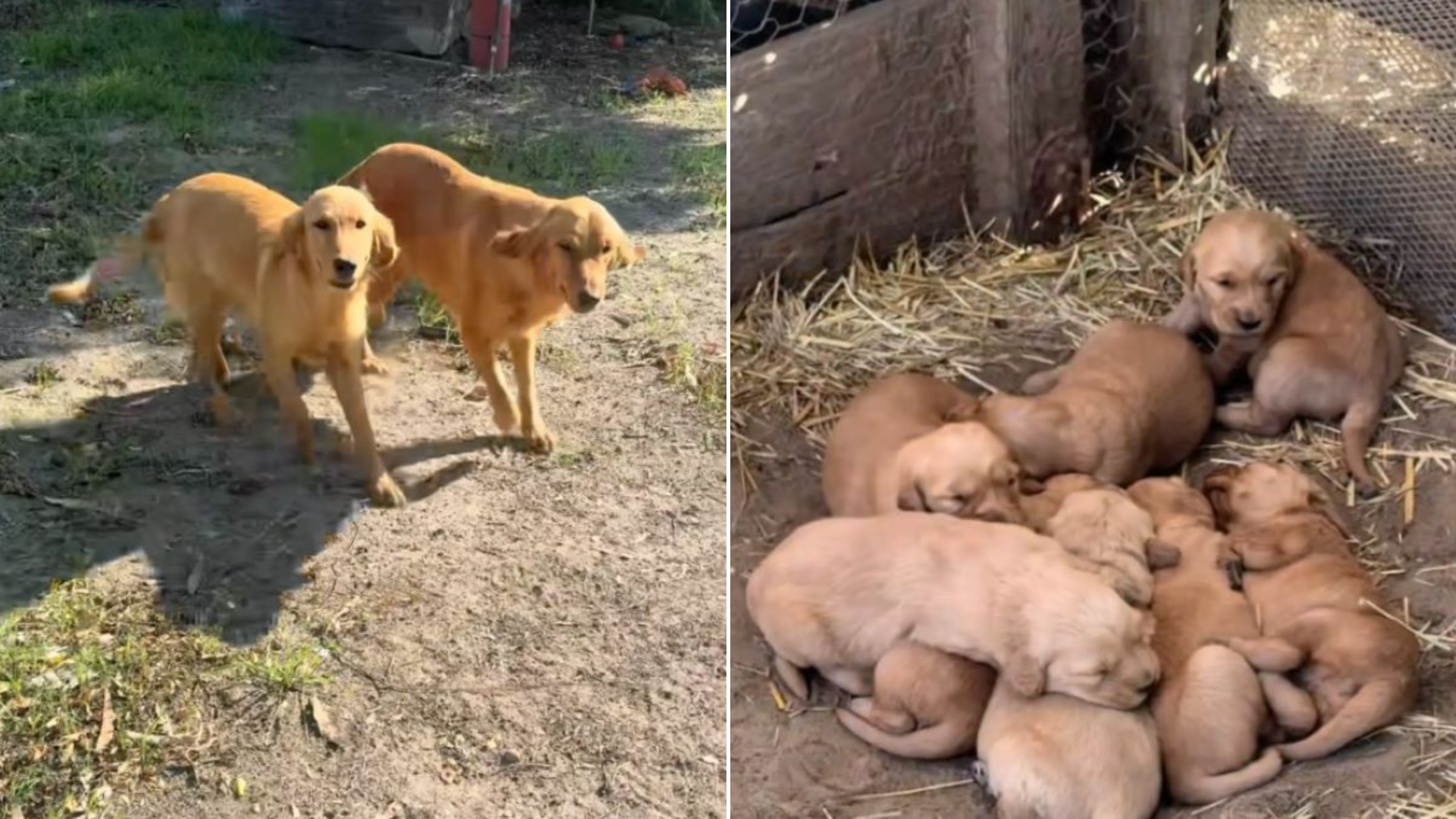 golden retriever family