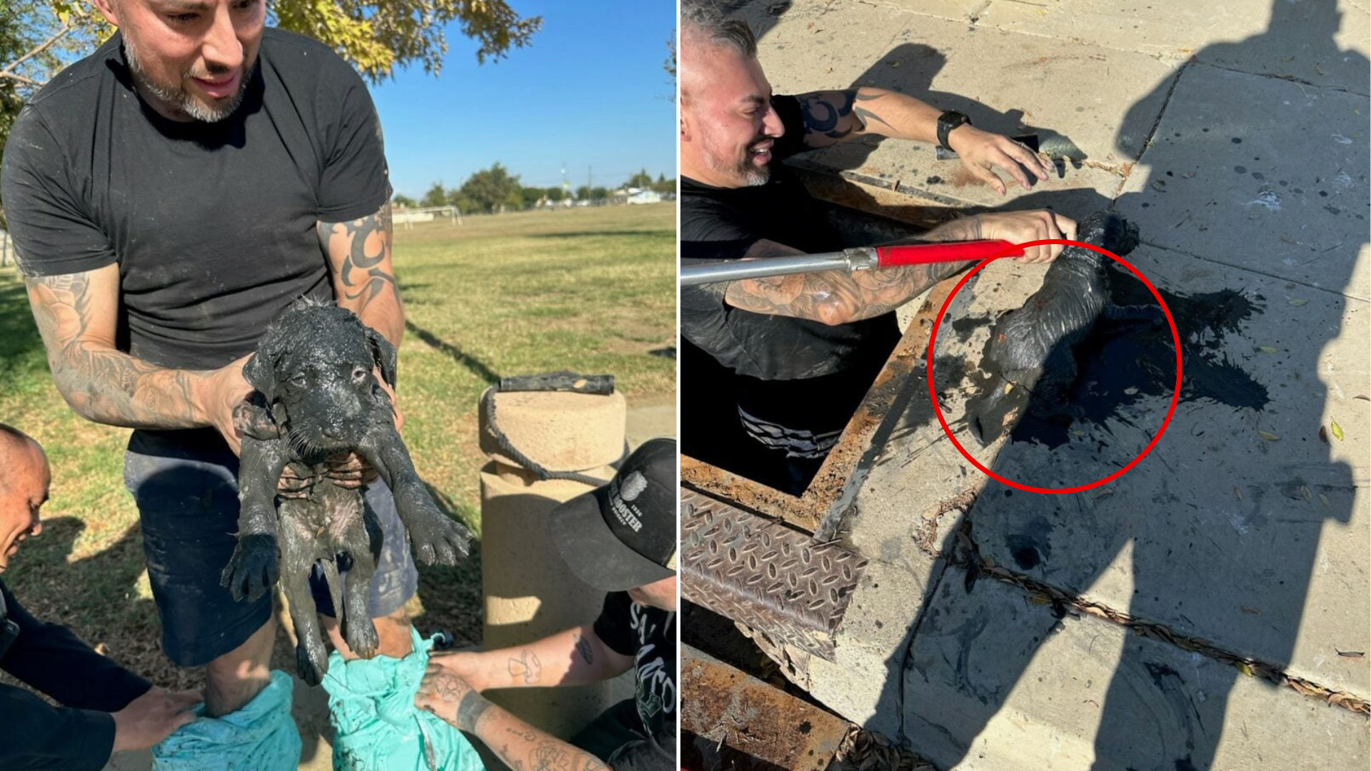 dog rescued from sewer