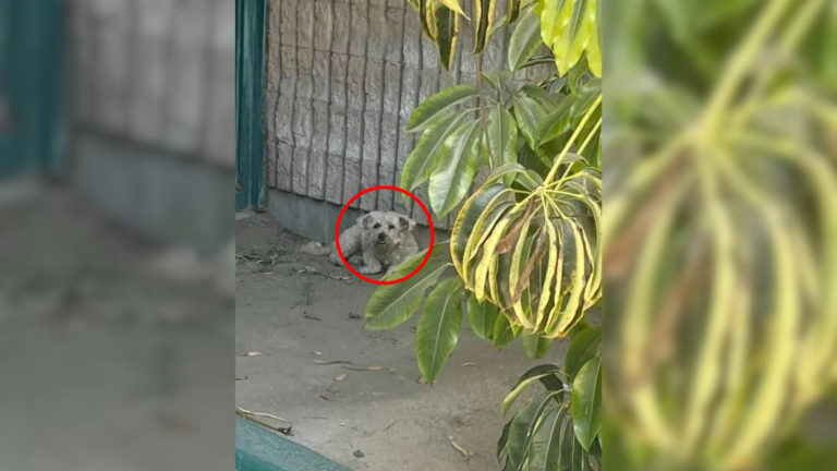 stray dog on the street