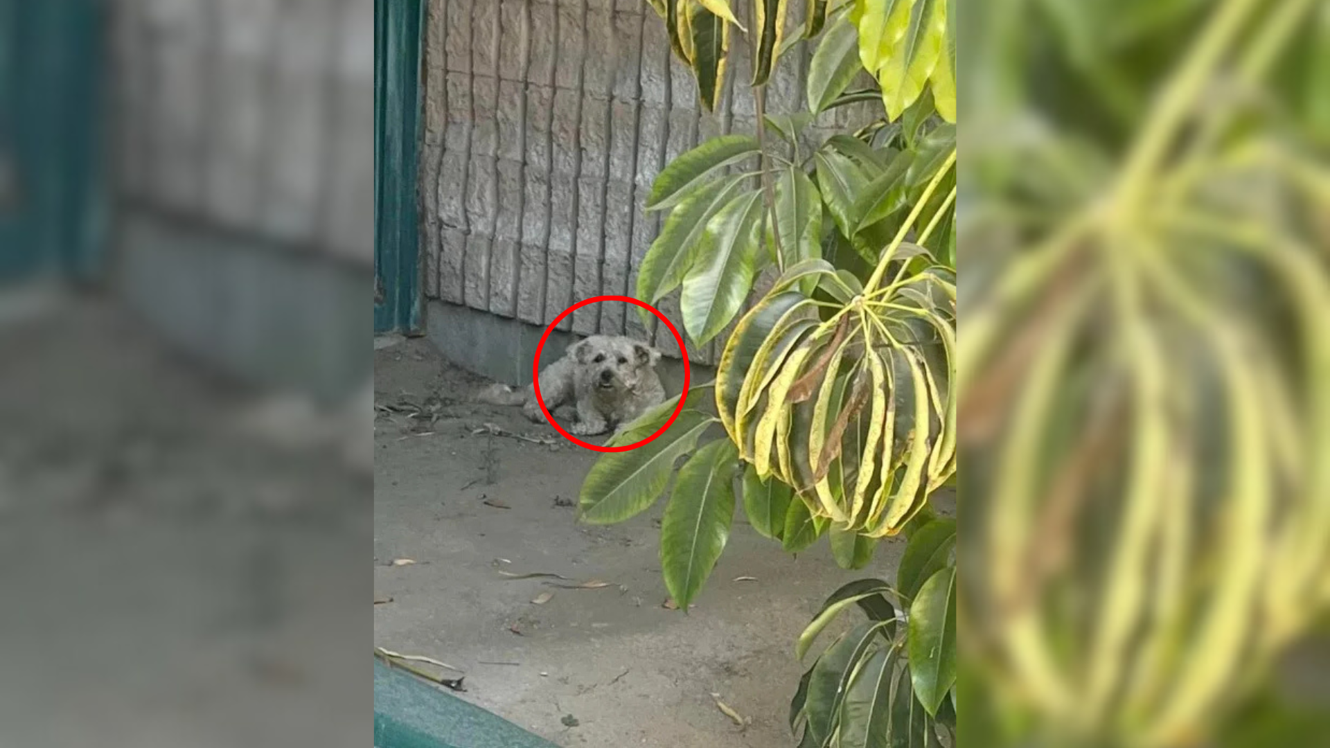 stray dog on the street
