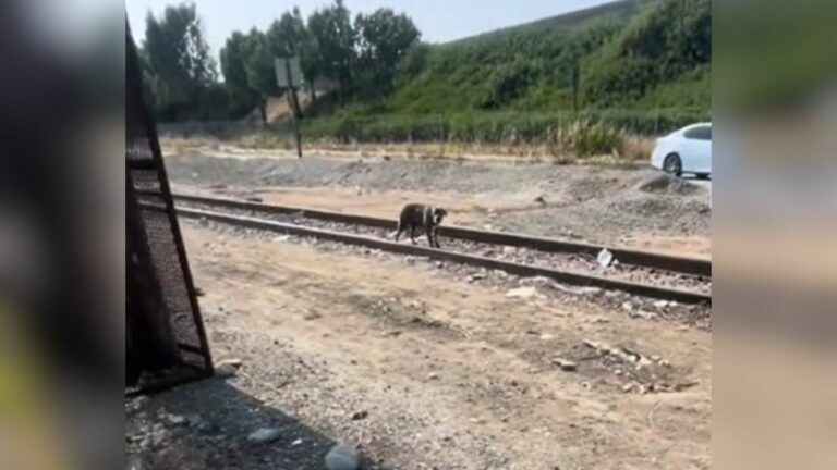 dog on railroad