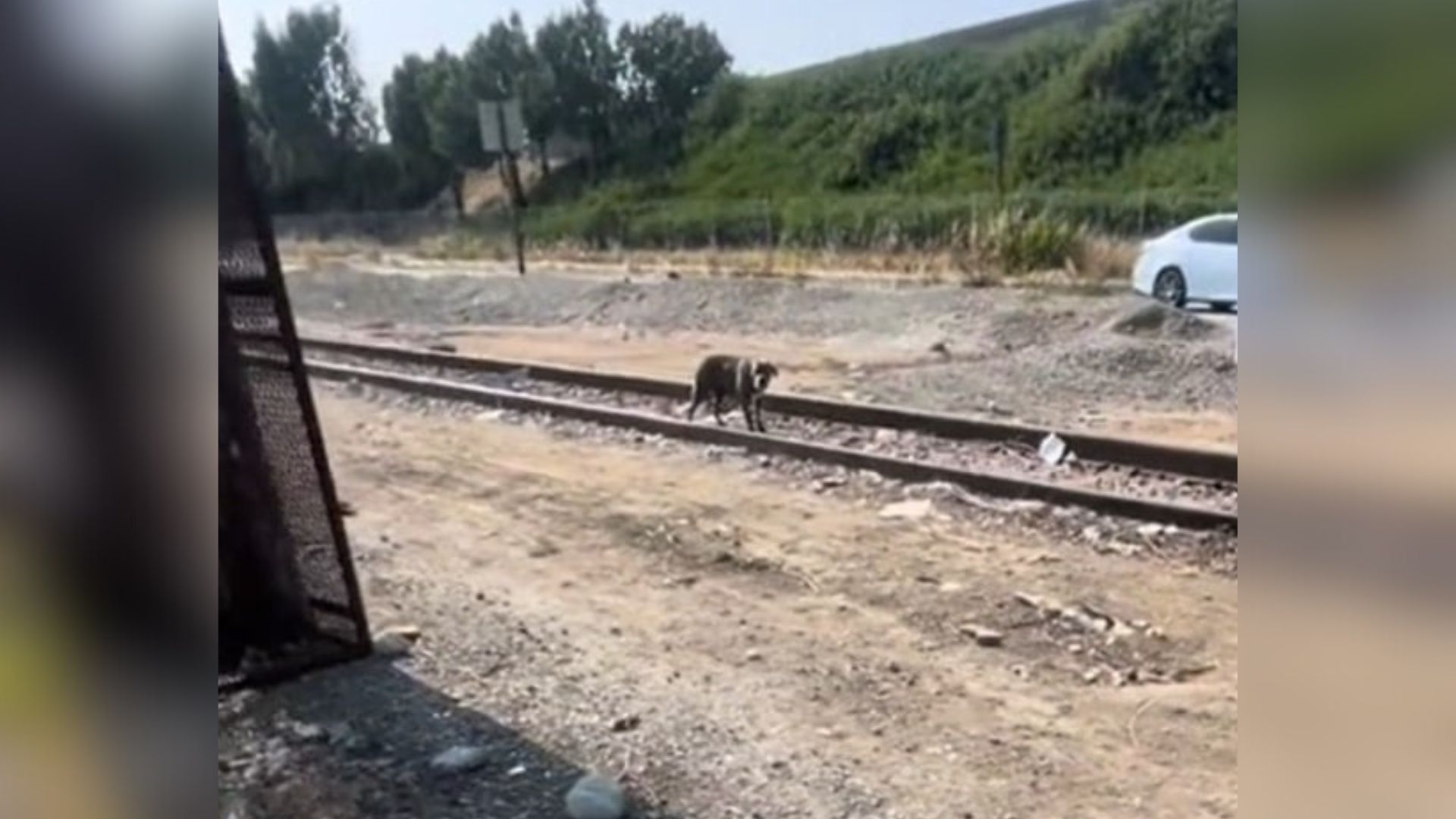 dog on railroad