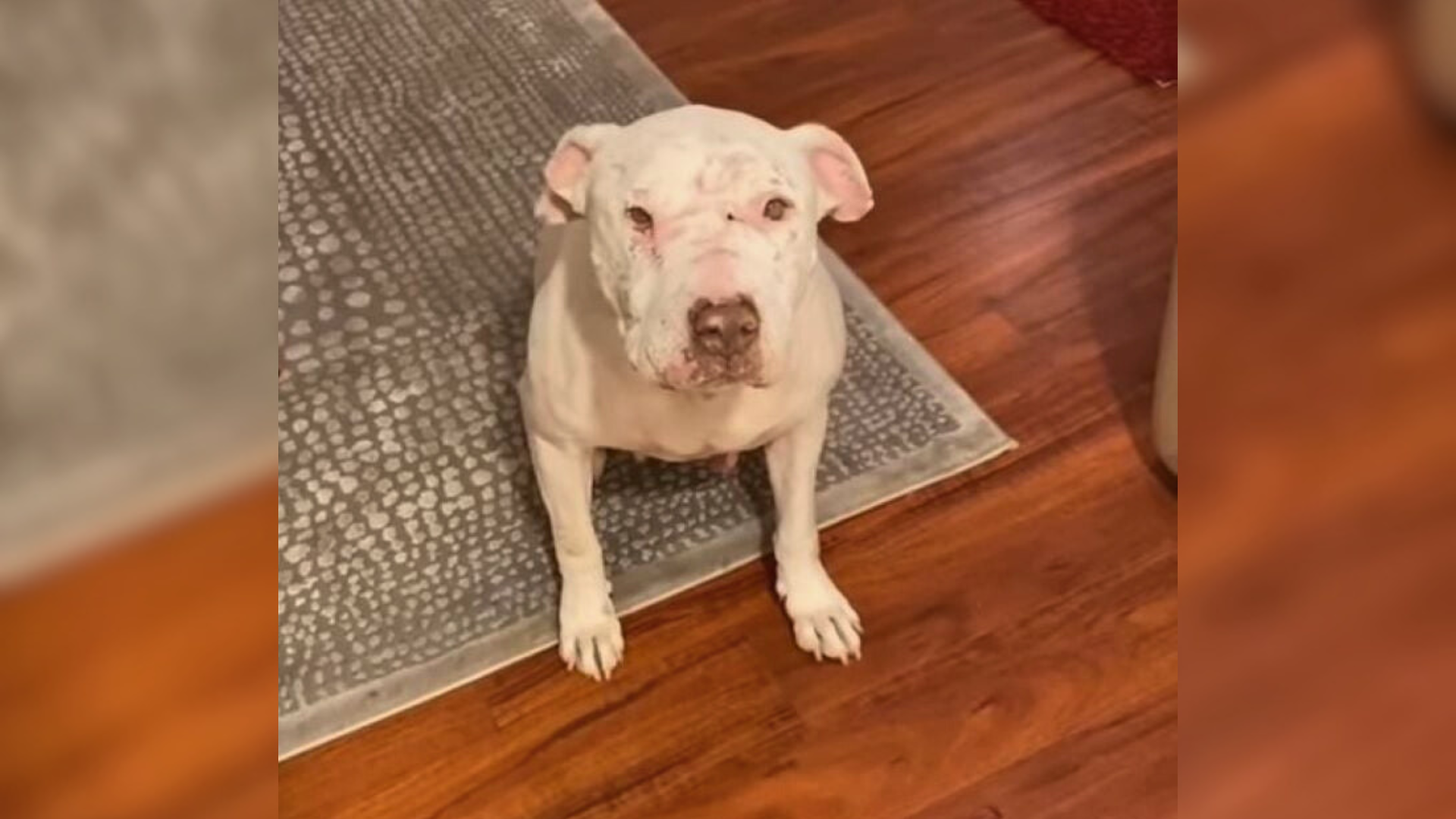 white dog with pink ears