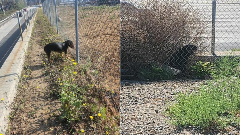 abandoned dog near freeway