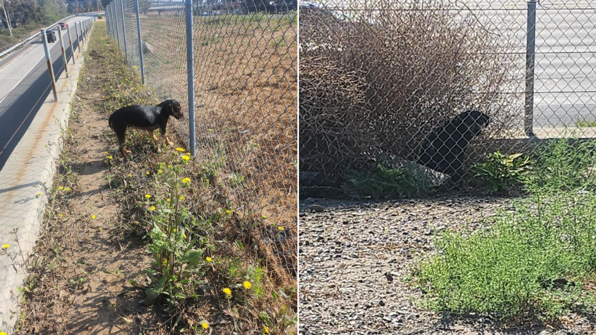 abandoned dog near freeway