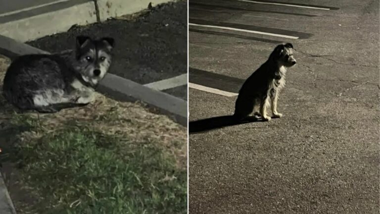 dog on parking lot