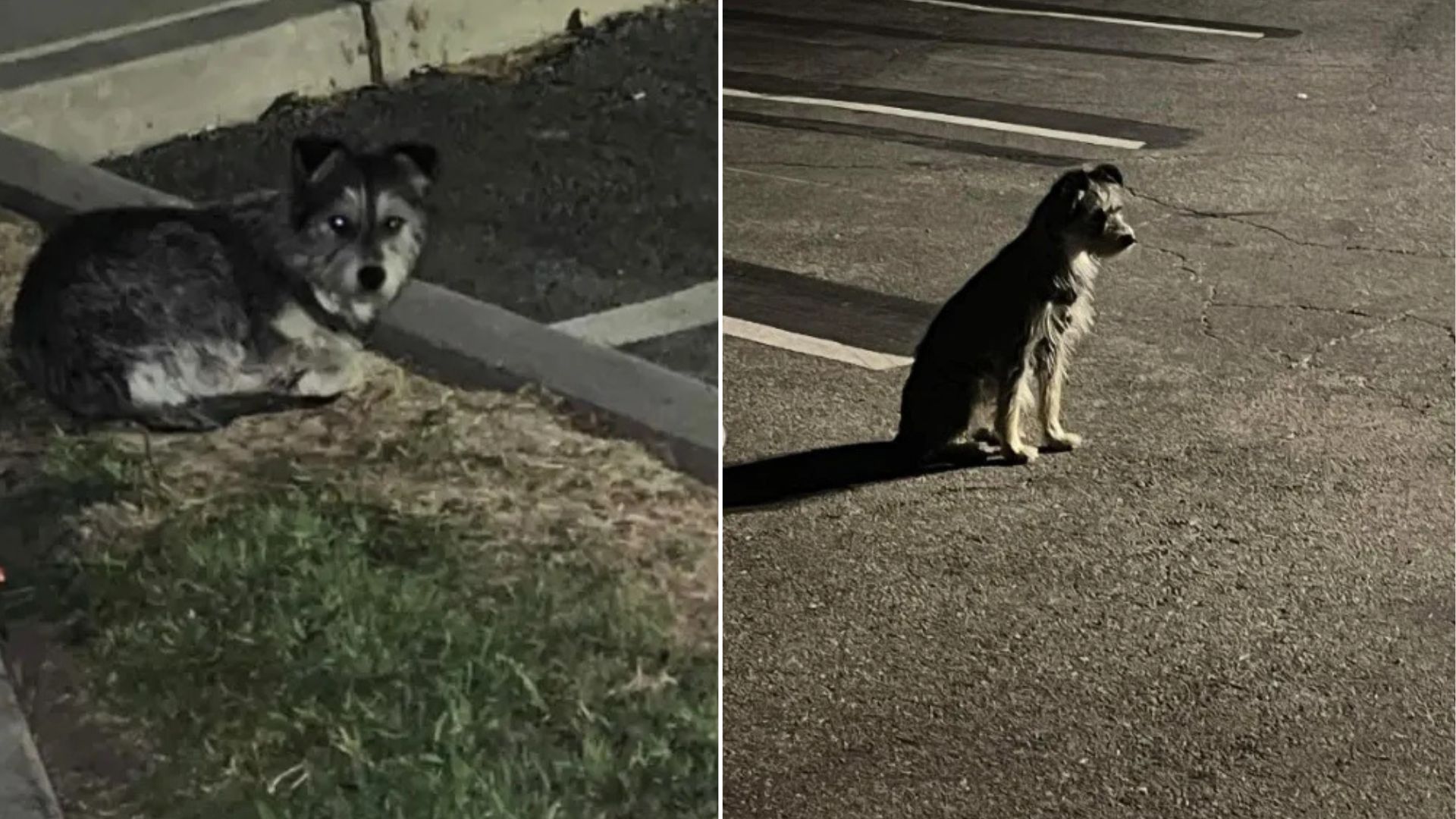 dog on parking lot