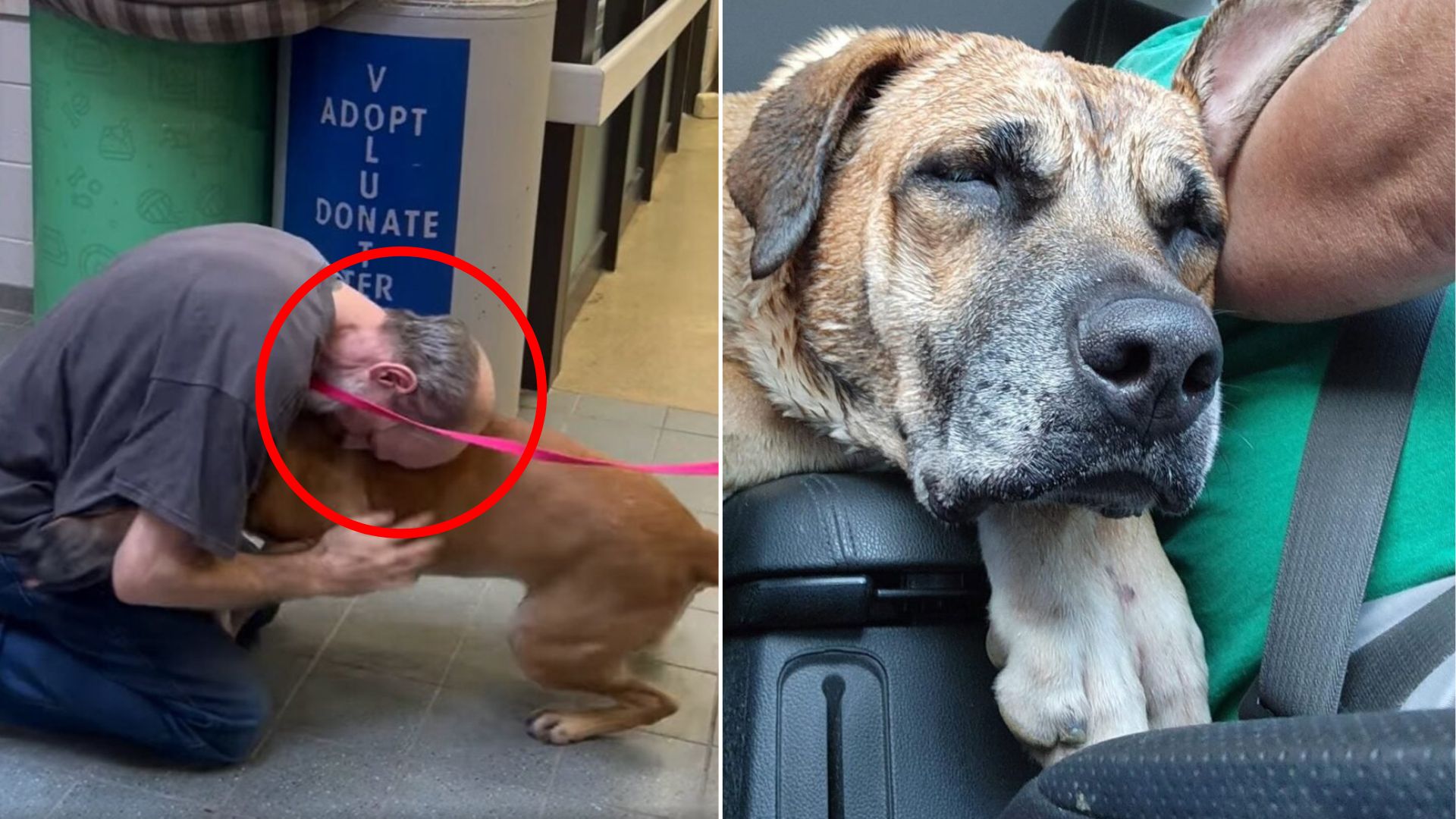 man hugging a dog