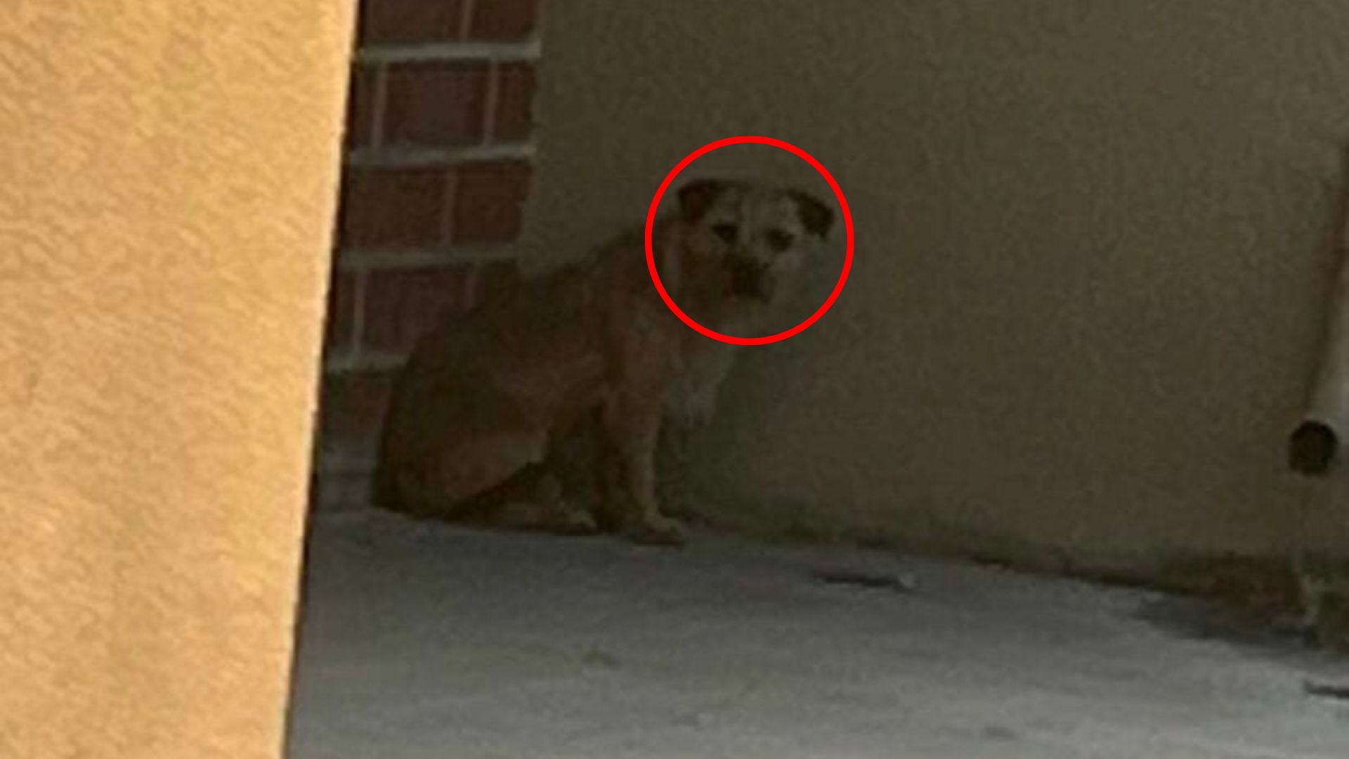 stray dog sitting