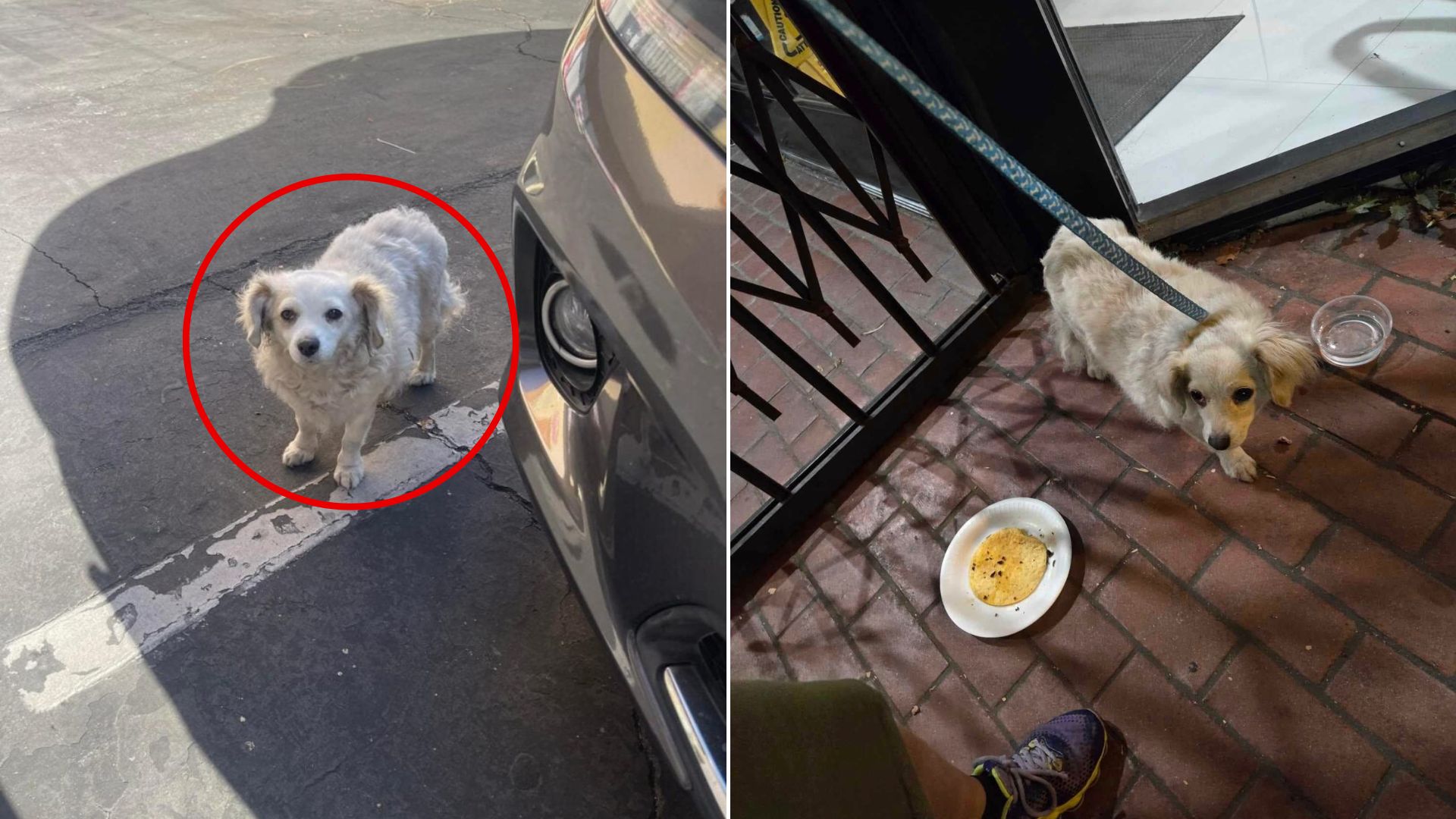 dog on road