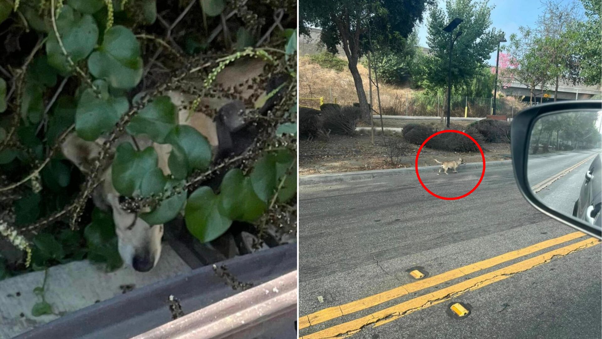 dog on road