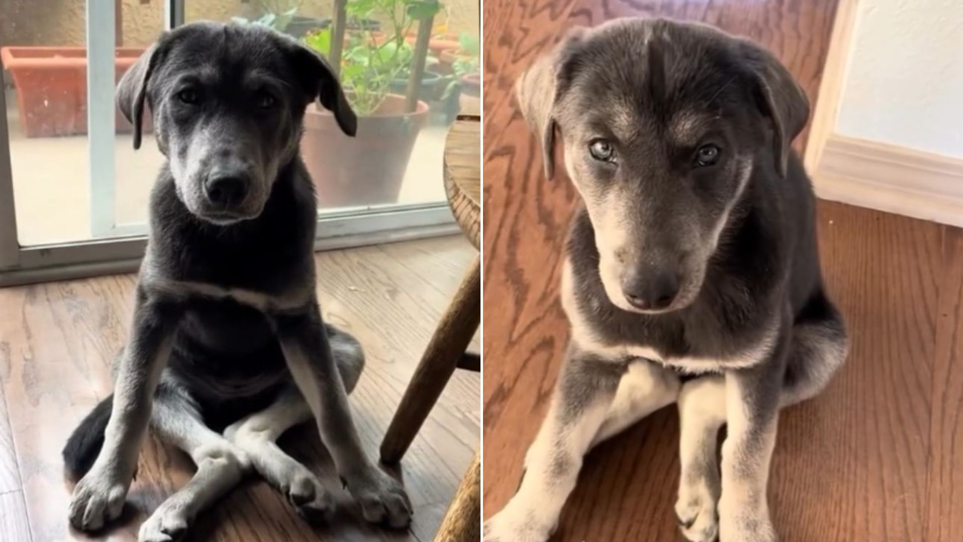 senior black dog