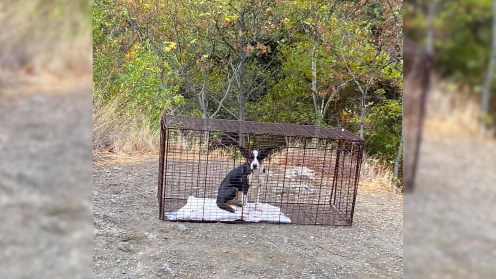 dog in a cage
