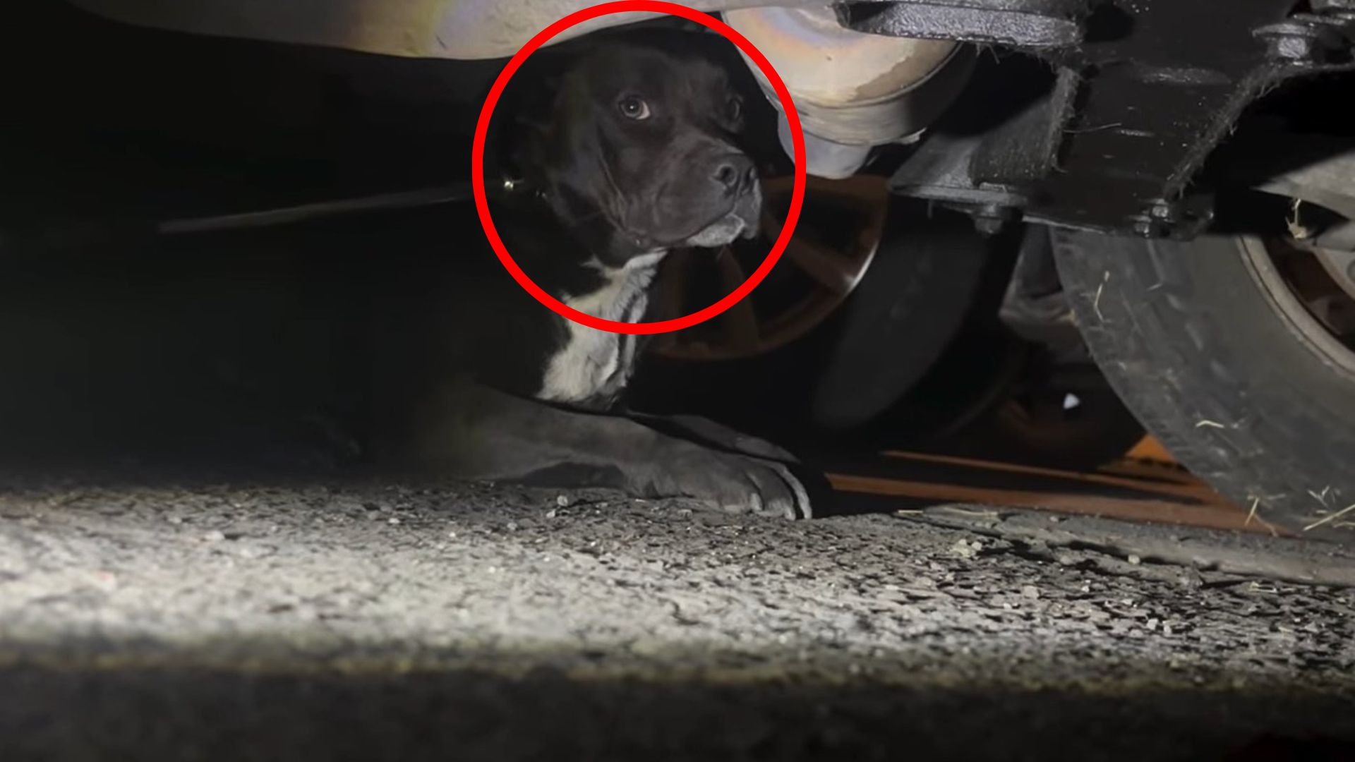 dog under car