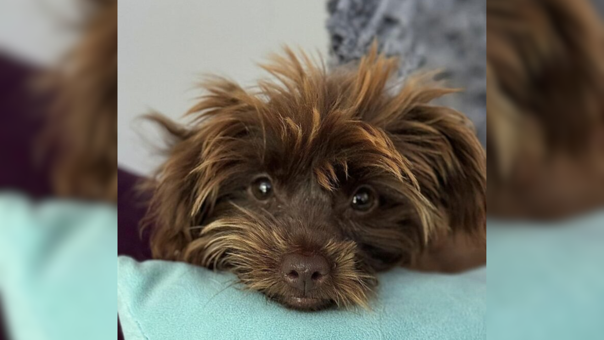 small brown dog