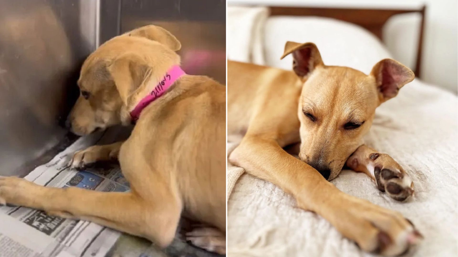 very sad dog