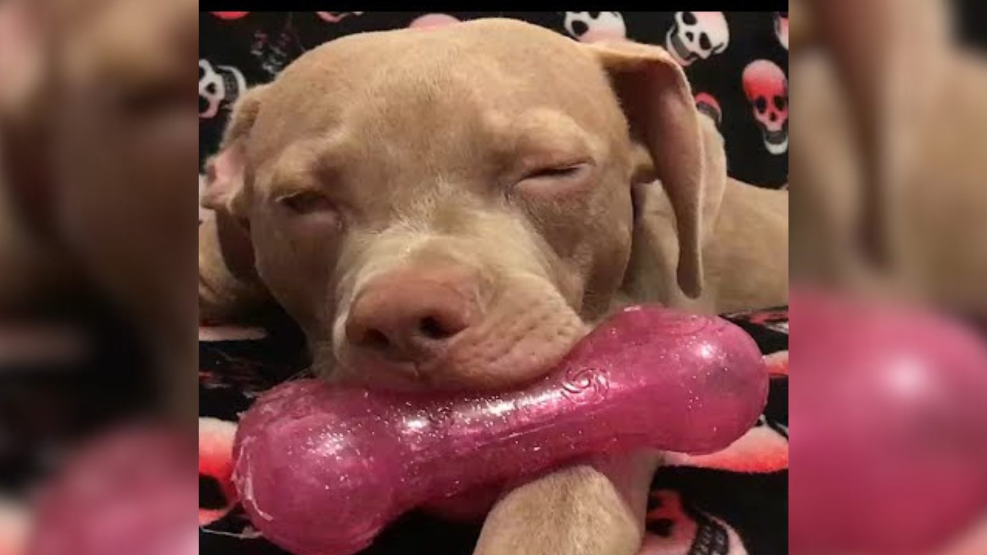 dog holding toy