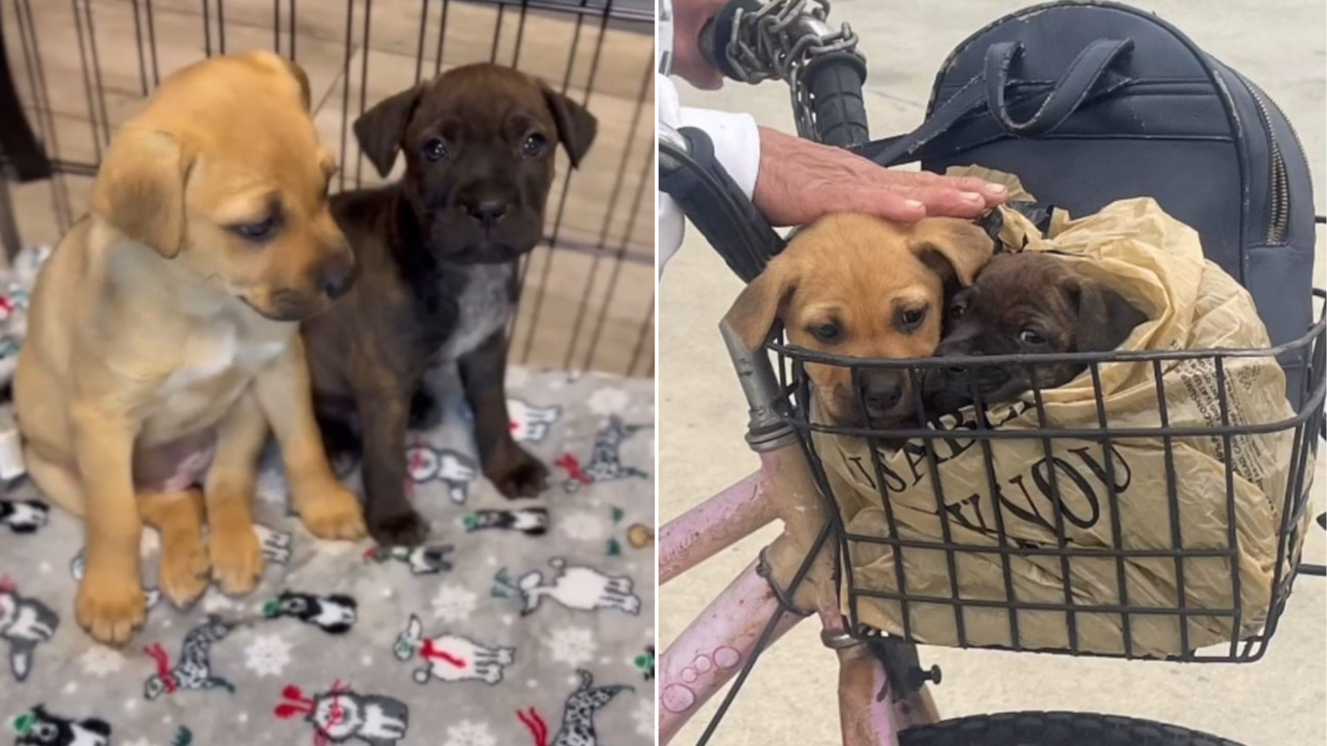 tiny puppies