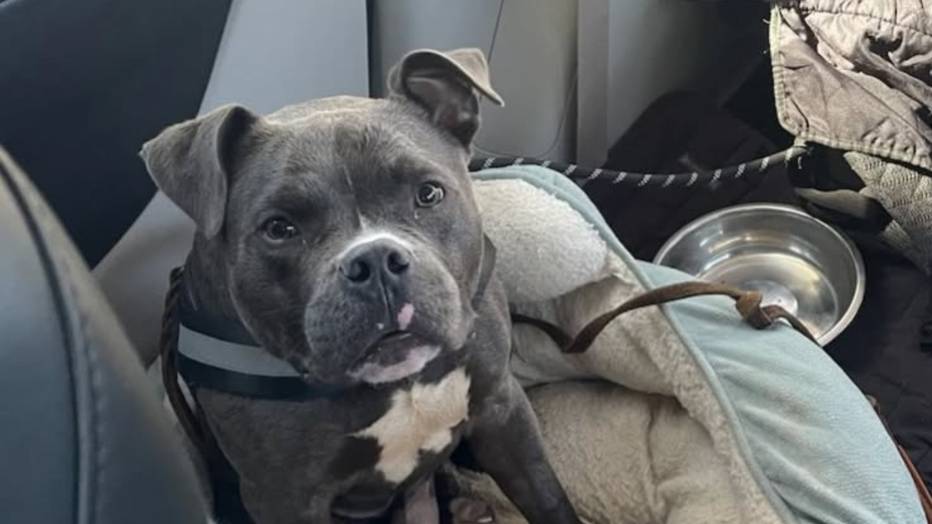 dog in car