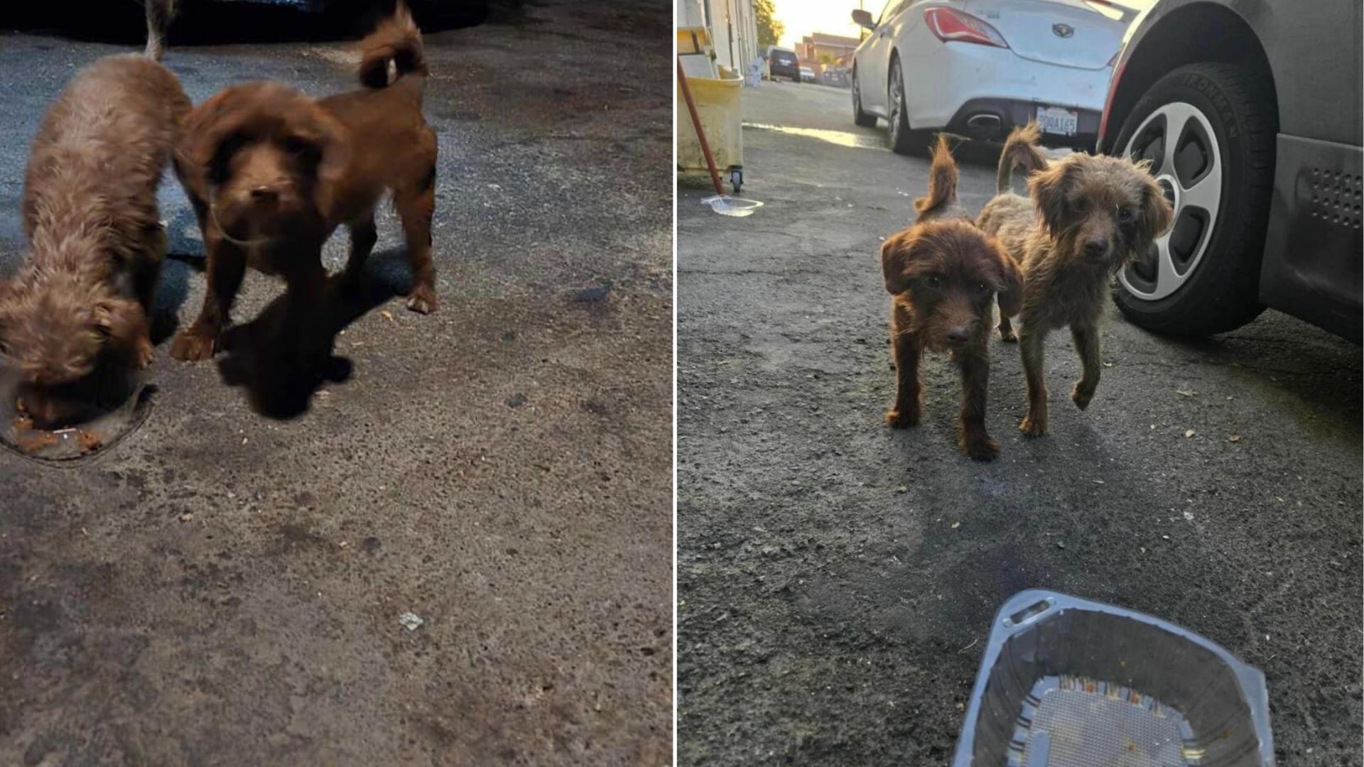 puppies on road