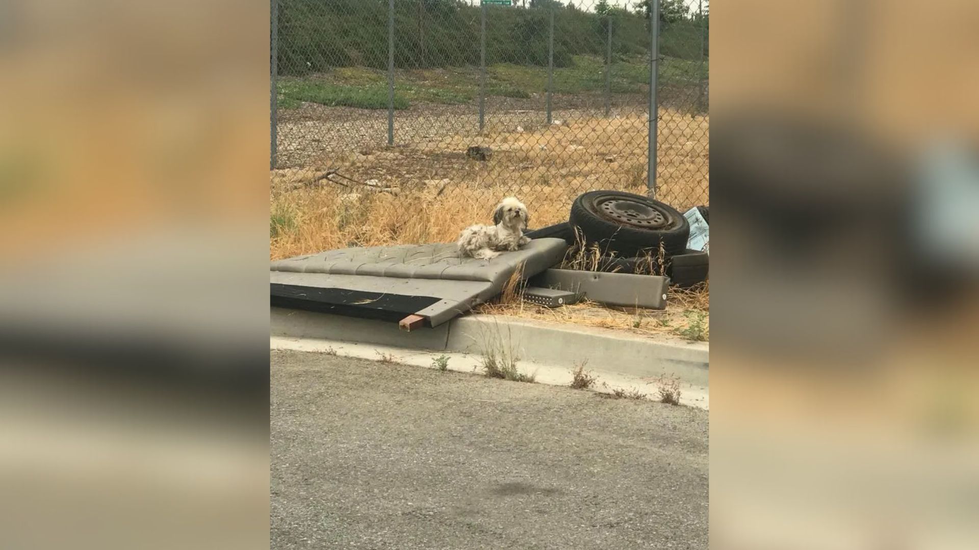 stray dog near tires