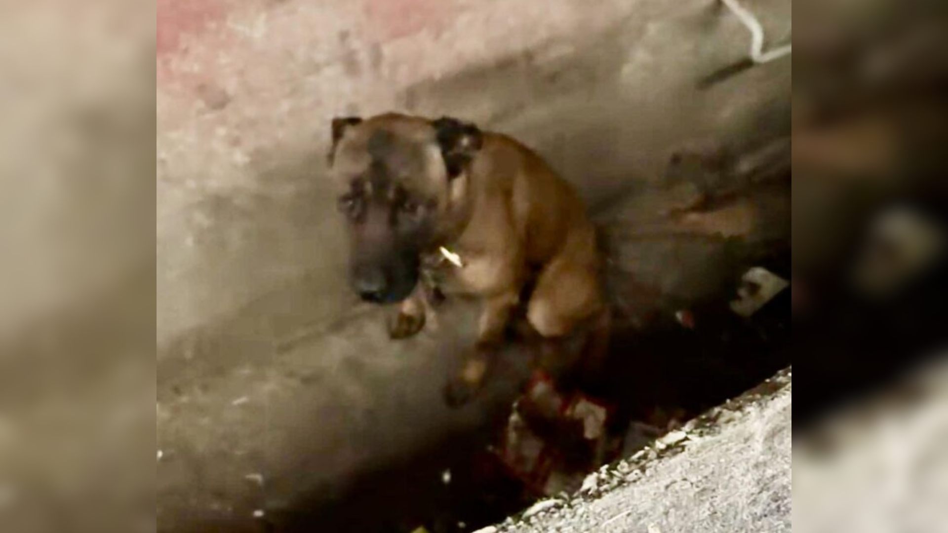 dog in sewer