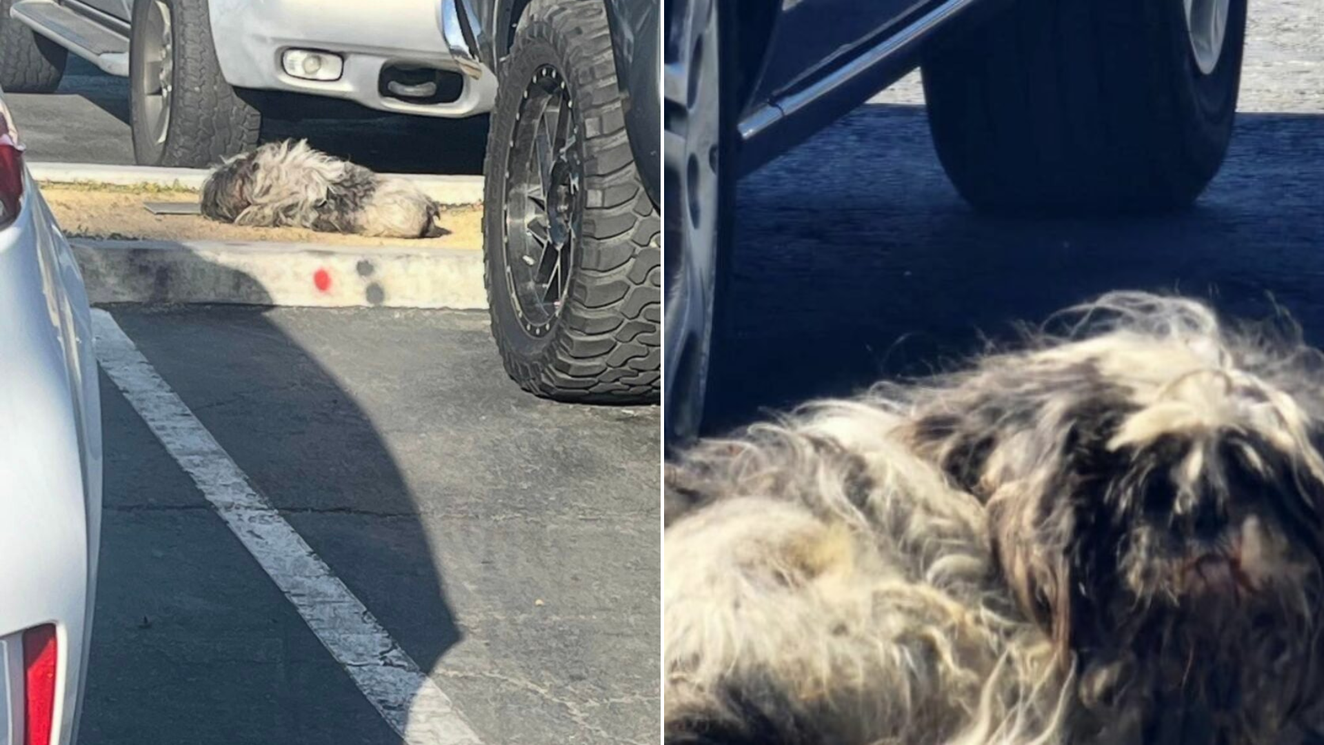stray matted dog