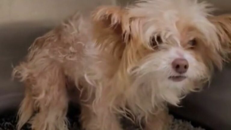 paralyzed dog