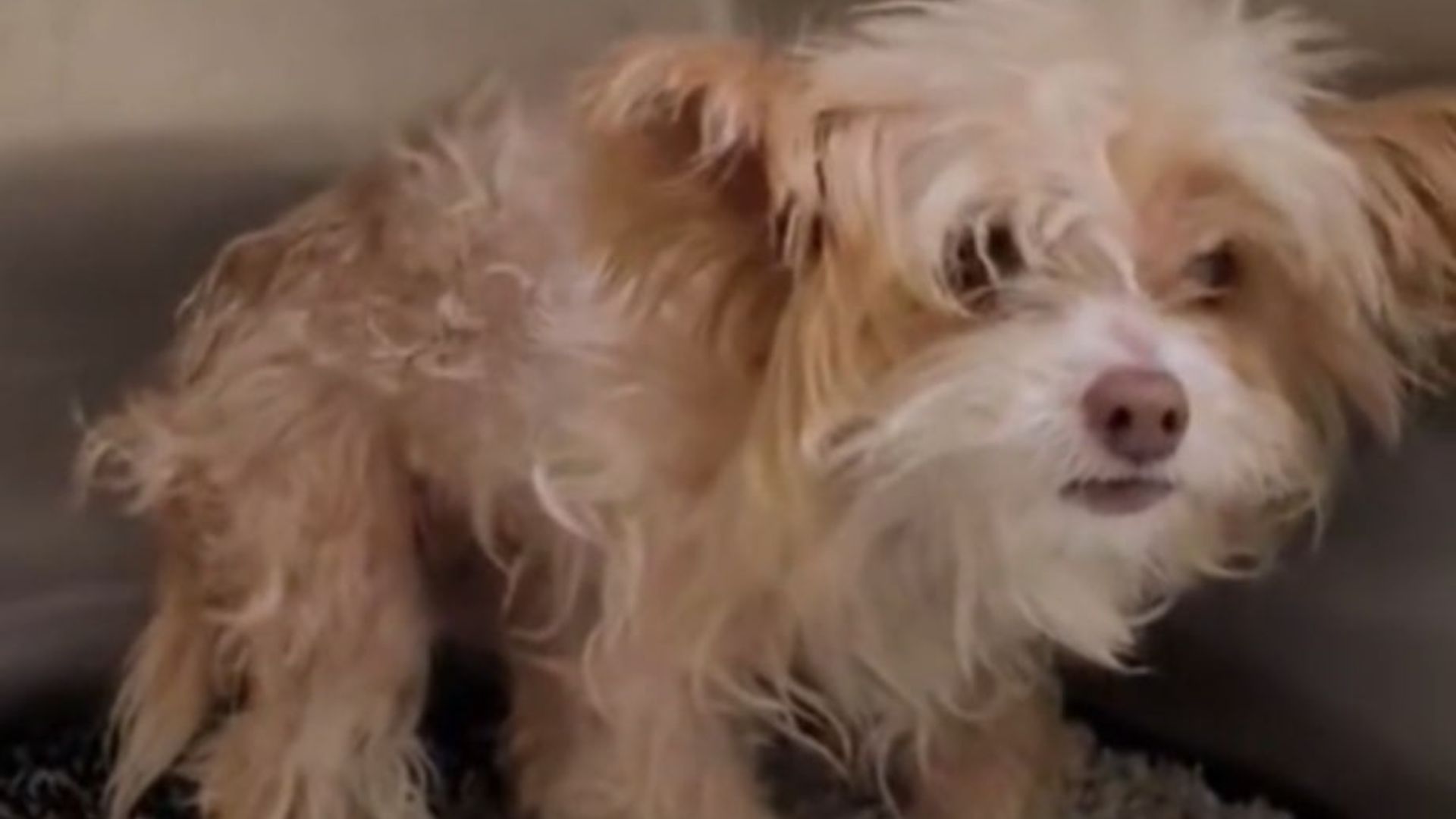 paralyzed dog