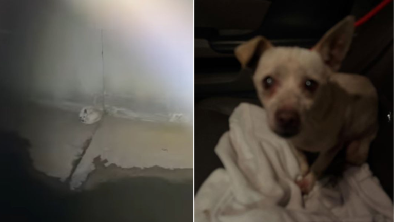 dog stuck in canal