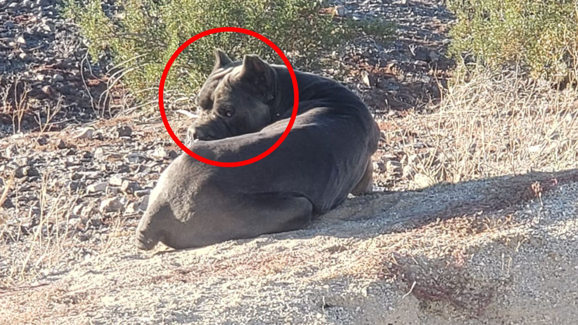 giant dog