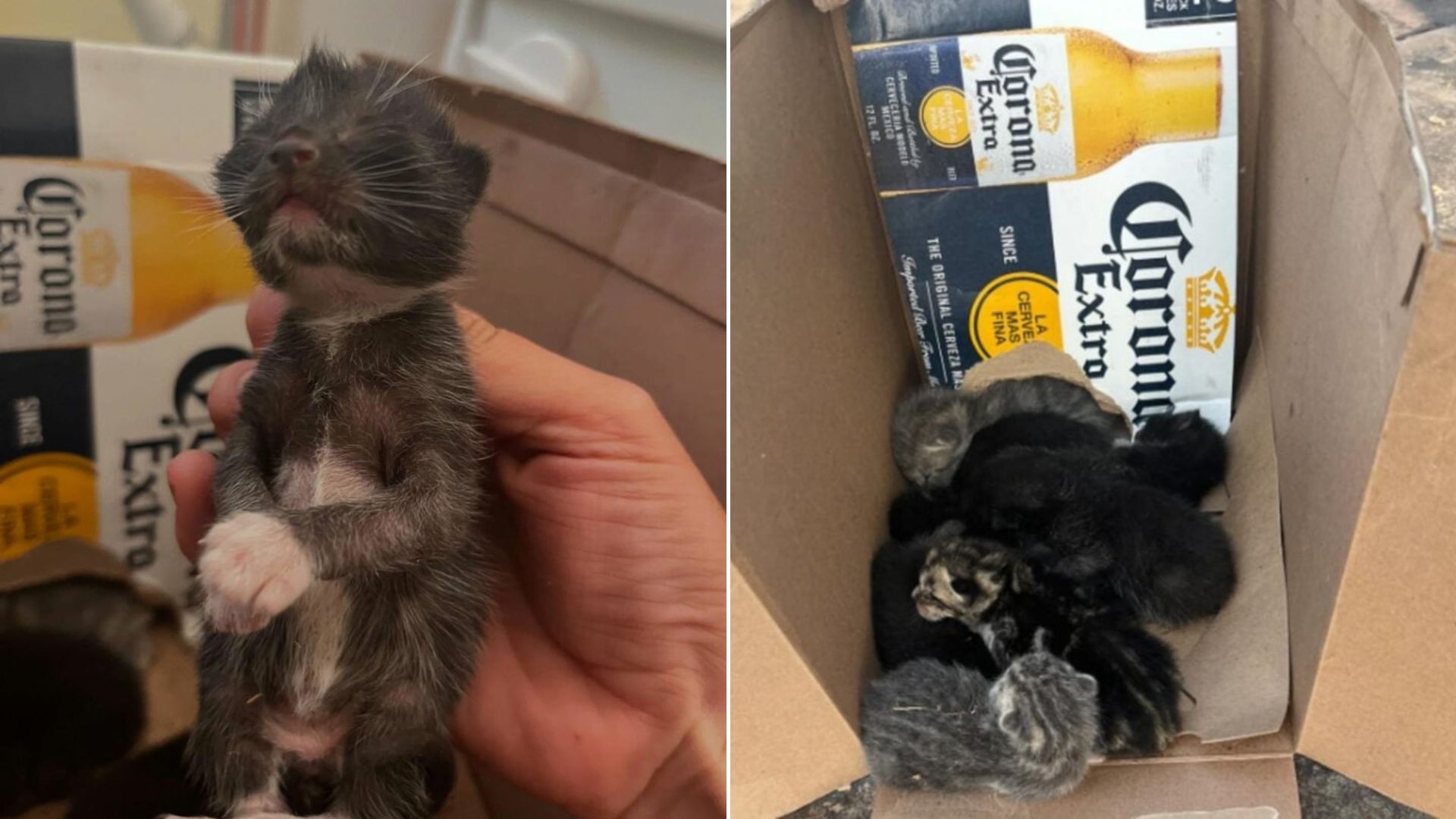 fragile kittens