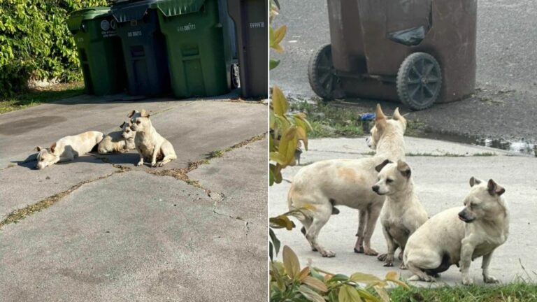 white dogs