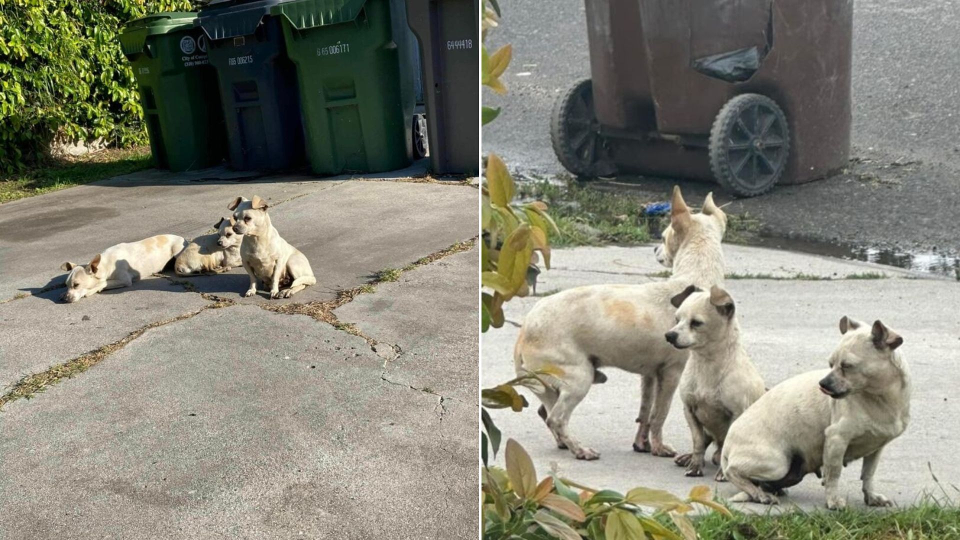 white dogs